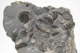 Ammonite (Promicroceras) Cluster - Marston Magna, England #207737-4